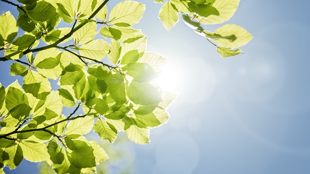 Sun shining through leaves