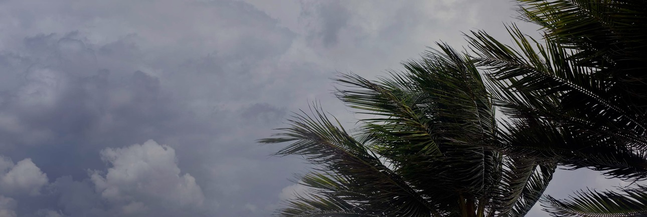 Dark clouds with palm tree leaves blowing in the wind
