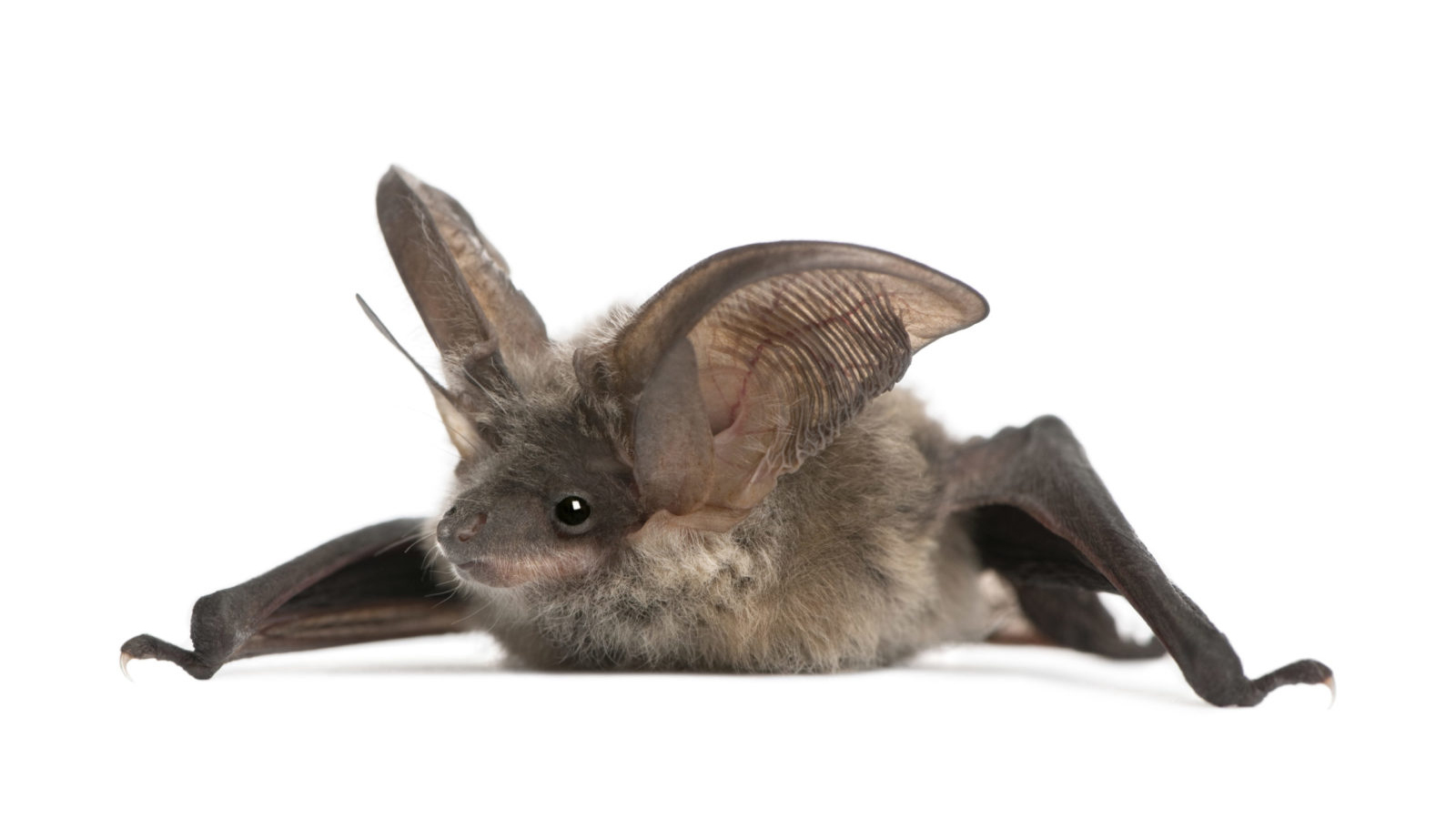 maps northern long eared bat